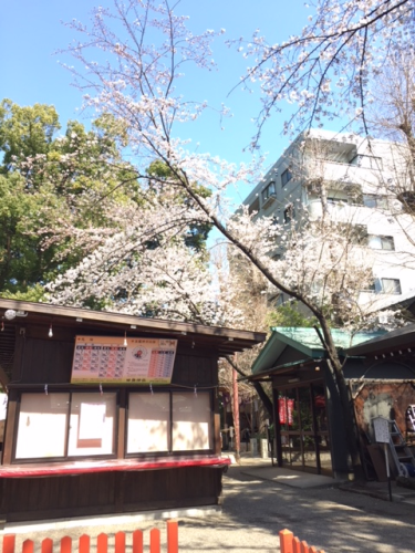 田無神社の桜